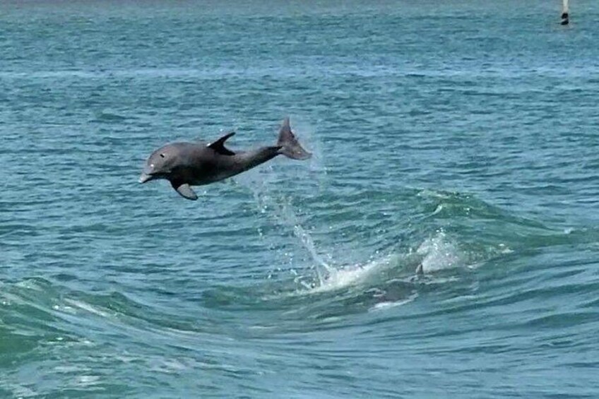 Dolphin Jumping in the Bay 3