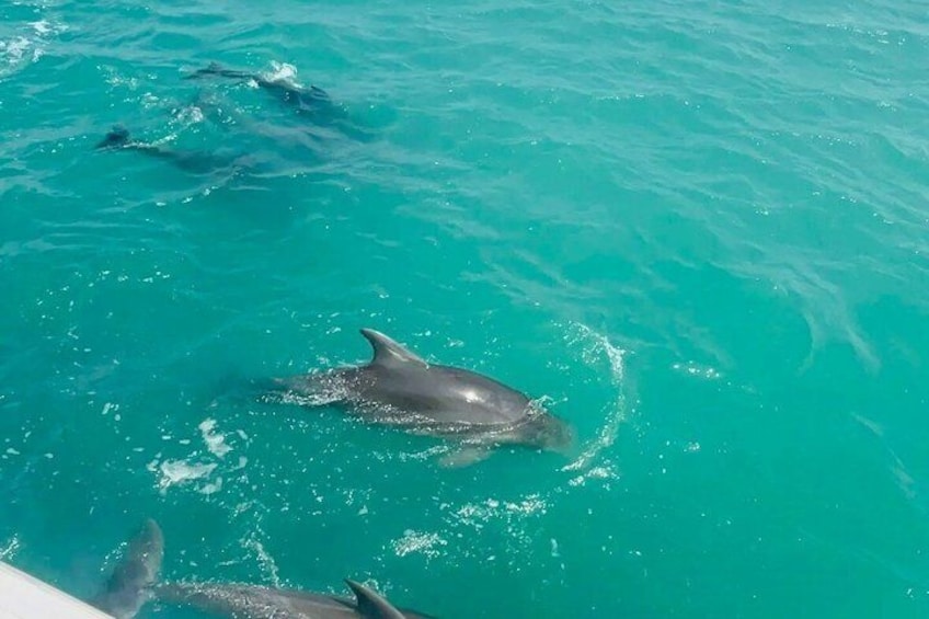 Dolphins swimming in clear turquoise water. 3