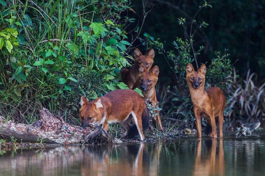 Tres perros salvajes cerca de una masa de agua rodeada de vegetación densa. 3