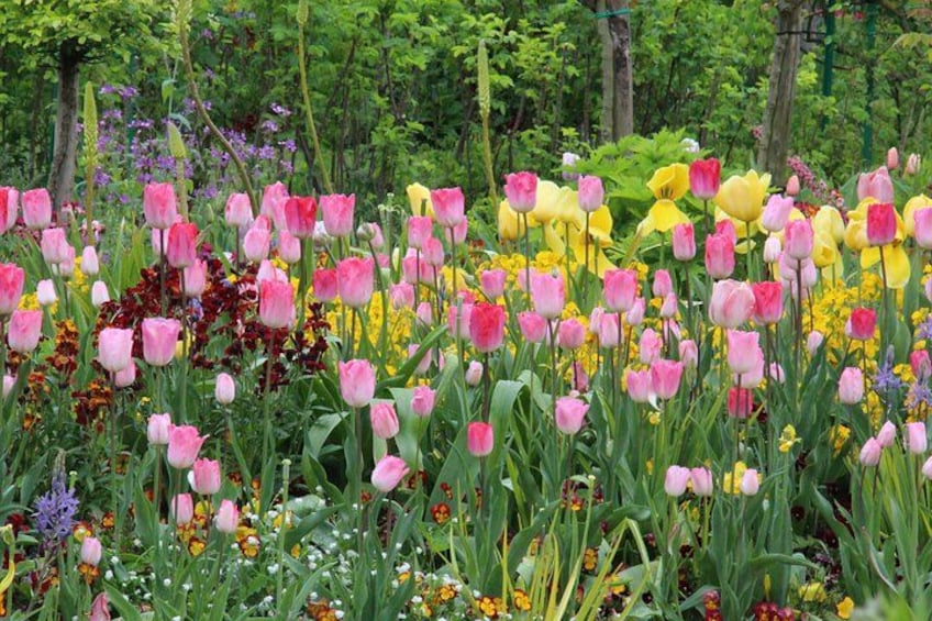 Ein Garten mit rosa und gelben Tulpen, verschiedenen Blumen und grünem Laub. 5