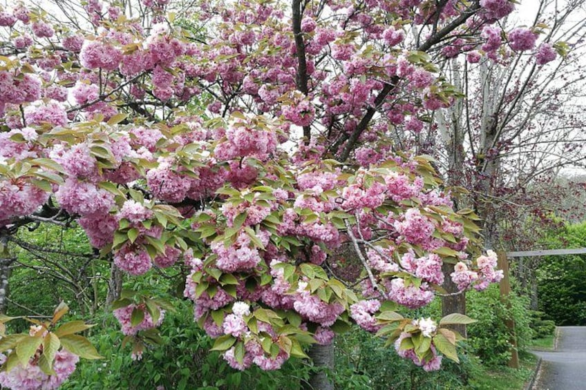 Ein Baum mit rosa Blüten, grünem Laub und einem Zaun im Hintergrund. 3
