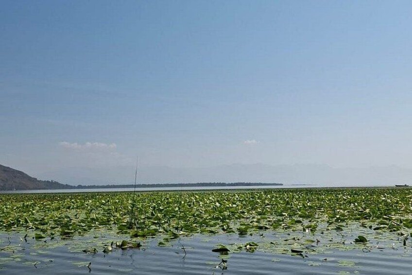 Una masa de agua con vegetación flotante y una orilla distante. 2
