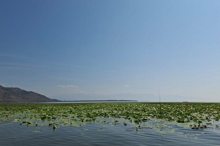 Un extenso cuerpo de agua con vegetación flotante y montañas a lo lejos. 3