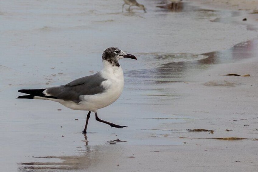 Un oiseau marchant sur une plage de sable humide. 2