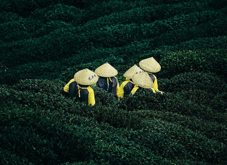 Three people wearing yellow and black uniforms and straw hats, working in a tea plantation. 2