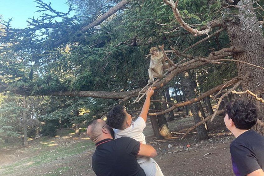 A person reaching up to a monkey on a tree branch. 2