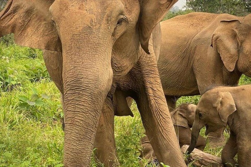 Jeep Safari Wildlife Tour in Minneriya and Kaudulla 5