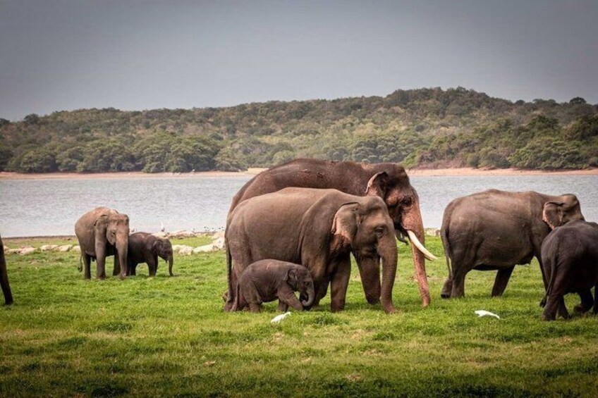 Jeep Safari Wildlife Tour in Minneriya and Kaudulla 5