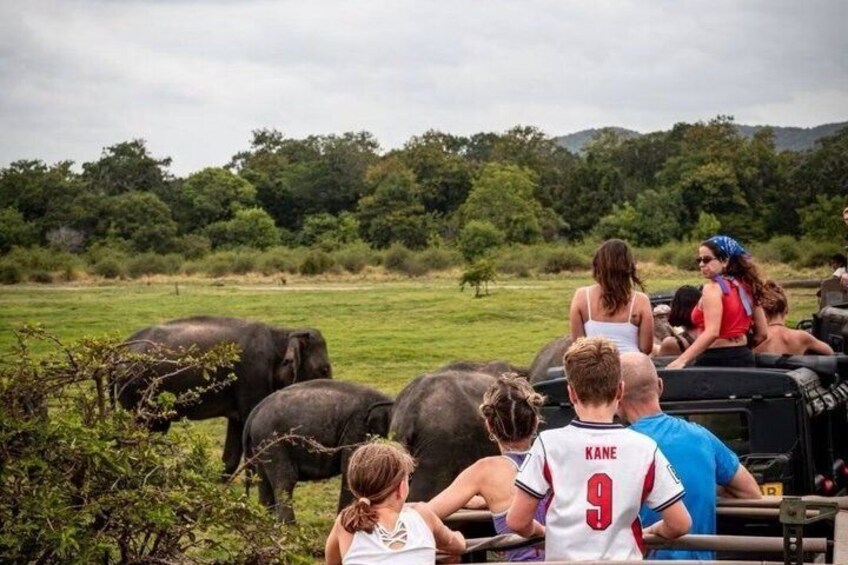 Jeep Safari Wildlife Tour in Minneriya and Kaudulla 4