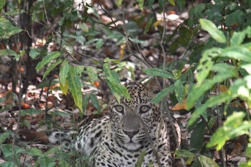 Jeep Safari Wildlife Tour in Minneriya and Kaudulla 3