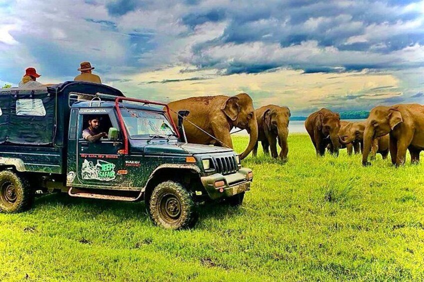 Un vehículo de safari con un grupo de elefantes en un campo cubierto de hierba. 3