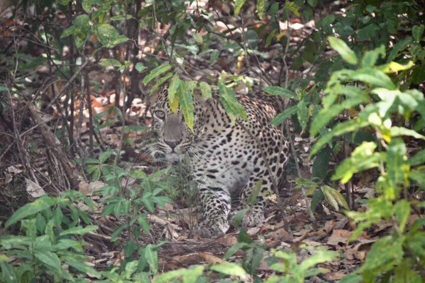 Jeep Safari Wildlife Tour in Minneriya and Kaudulla 2