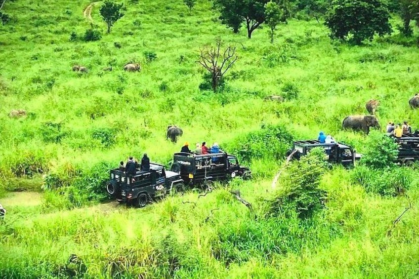 Jeep Safari Wildlife Tour in Minneriya and Kaudulla 2