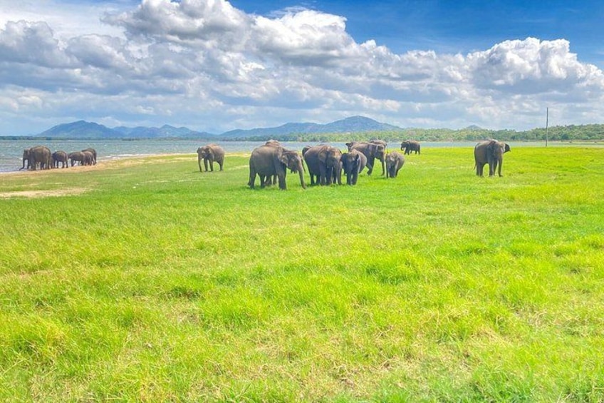 Jeep Safari Wildlife Tour in Minneriya and Kaudulla 4