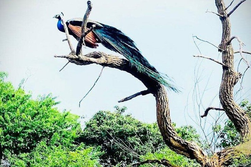 Jeep Safari Wildlife Tour in Minneriya and Kaudulla 3