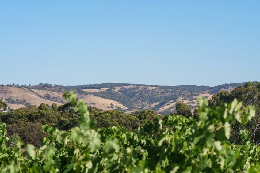 You will have the opportunity to see some of the beautiful scenery the Barossa region has to offer in this fully tailored luxury experience 5