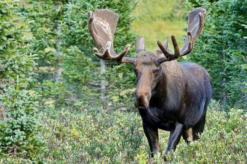 Full-Day Rocky Mountain National Park "Over The Top Tour" - RMNPhotographer 2