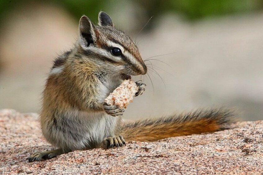 Full-Day Rocky Mountain National Park "Over The Top Tour" - RMNPhotographer 2
