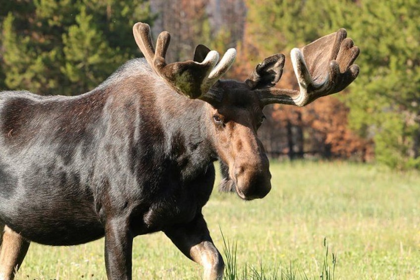 Full-Day Rocky Mountain National Park "Over The Top Tour" - RMNPhotographer 2