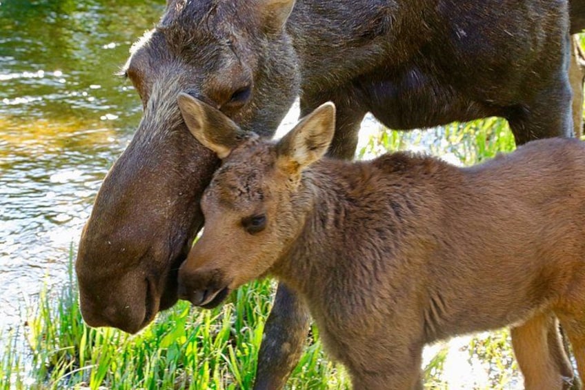 Full-Day Rocky Mountain National Park "Over The Top Tour" - RMNPhotographer 4