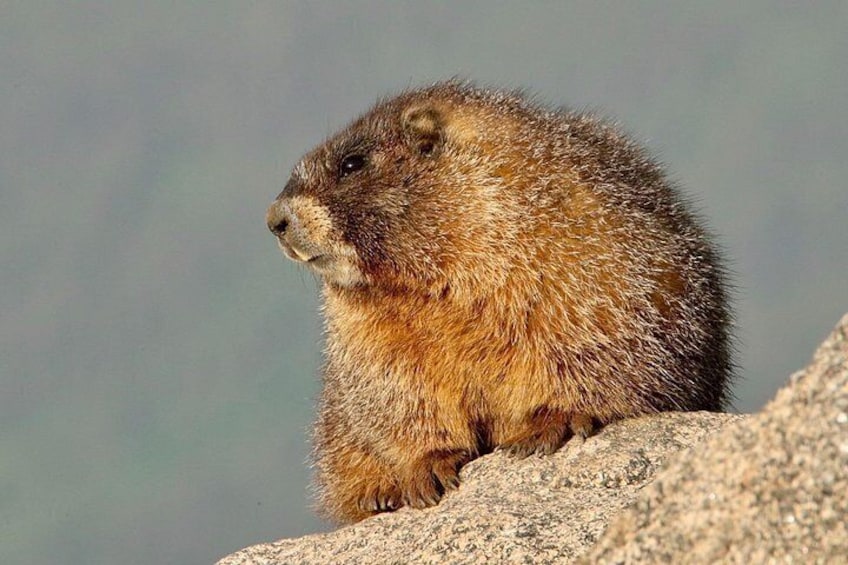 Full-Day Rocky Mountain National Park "Over The Top Tour" - RMNPhotographer 5