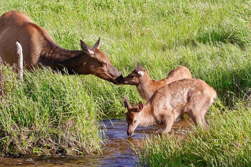 Full-Day Rocky Mountain National Park "Over The Top Tour" - RMNPhotographer 3