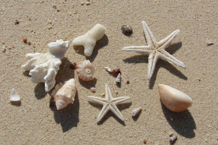 Verschiedene Meeresmuscheln und Seesterne an einem Sandstrand. 3