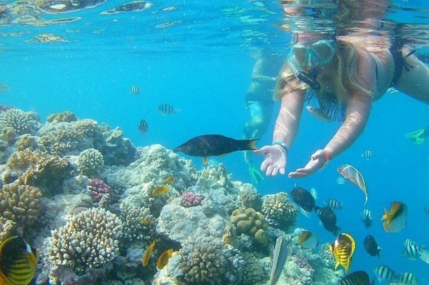 Eine Person schwimmt unter Wasser, umgeben von einem Korallenriff und Fischen. 5