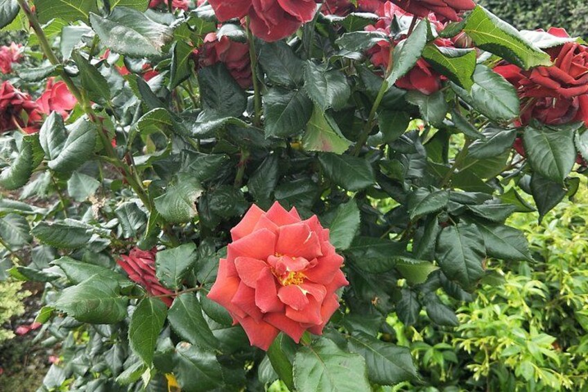 Ein Rosenbusch mit roten Blüten und grünen Blättern. 5