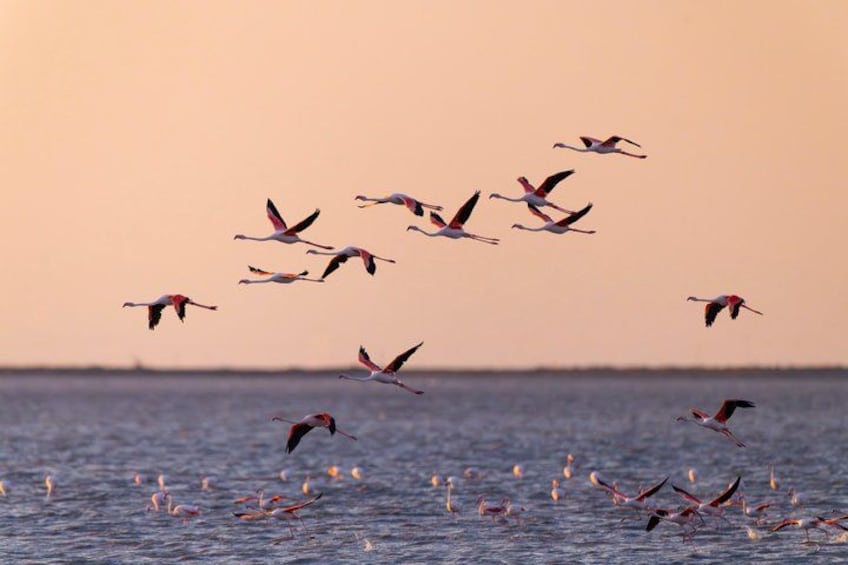 A flock of flamingos flying over a body of water at sunset. 5