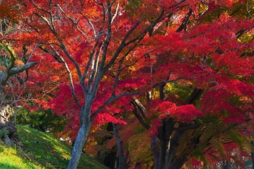 Un albero con foglie rosse, una zona erbosa e un affioramento roccioso. 3