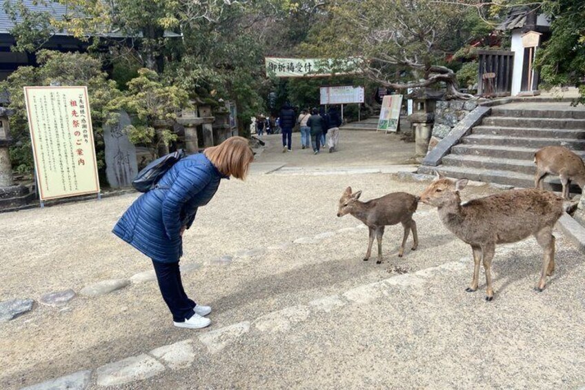 A person bending down to interact with deer in a park with stone steps and signage. 2