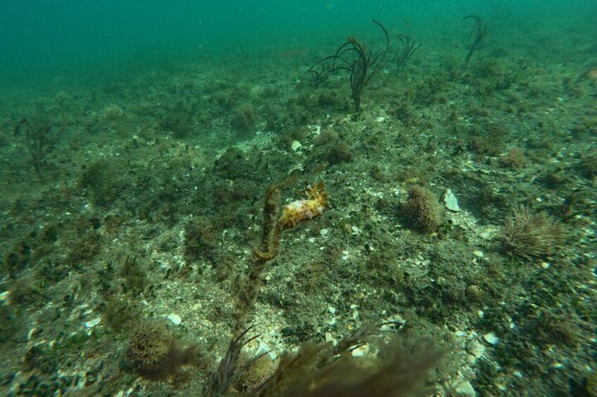 Snorkeling Palm Beach, Ocean Ridge, Blue Heron Bridge, Boca Raton 1