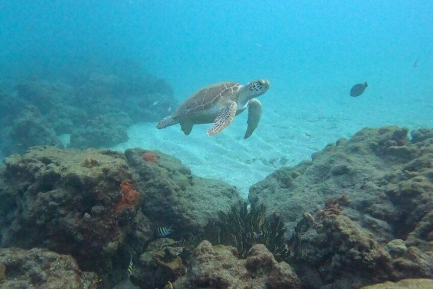 A sea turtle swimming near coral reefs. 1