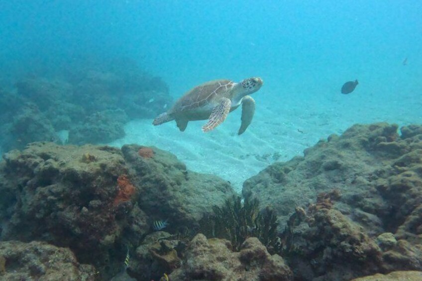 A sea turtle swimming near coral reefs. 1