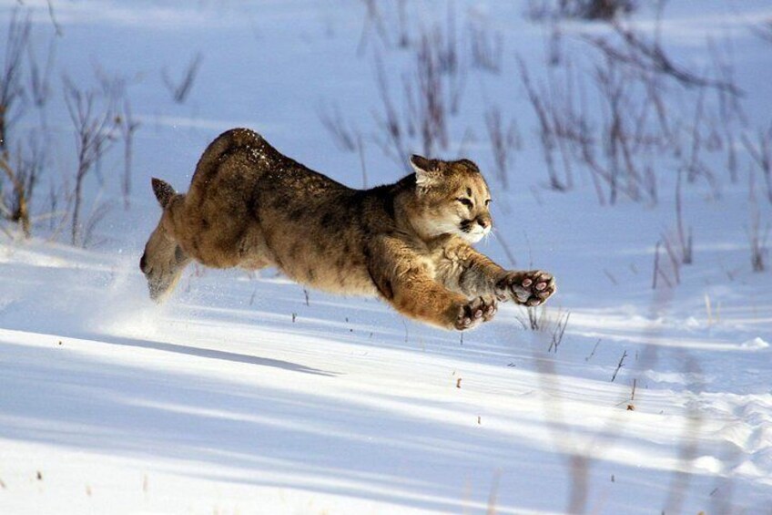 En puma som hoppar genom snön. 4