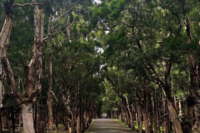Un sendero bordeado de árboles altos. 2