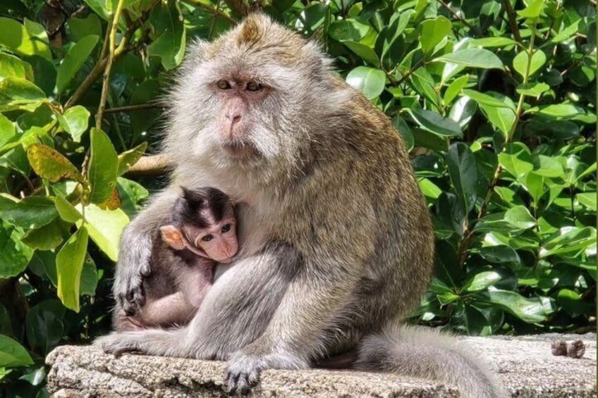 Un mono sentado sobre una roca con un monito. 3