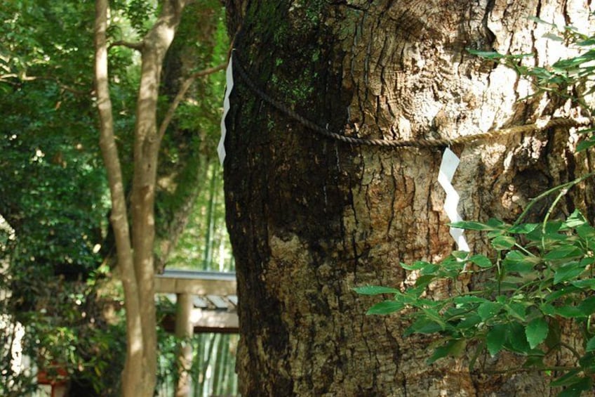 Fukuoka Temples and Culture Walk Sacred Sites in Hakata 3