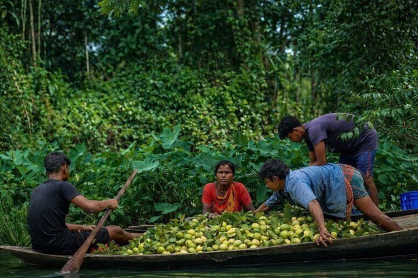 People in a boat harvesting fruit in a lush, green environment. 5