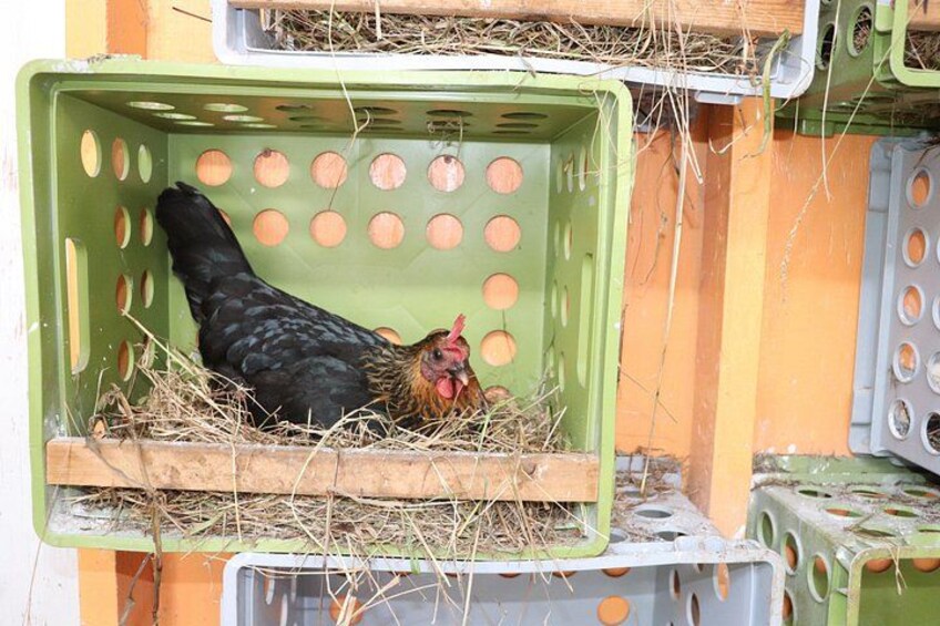 A chicken in a green crate with straw bedding. 5