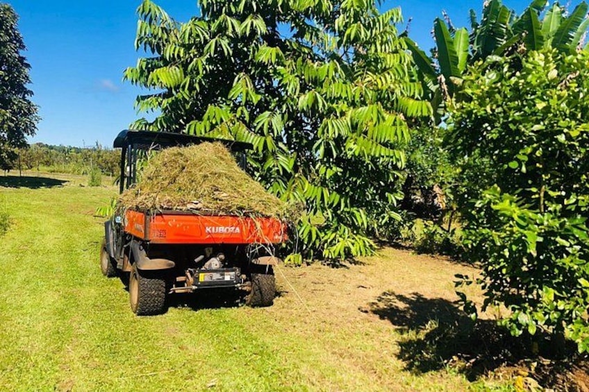 A Kubota tractor with a trailer full of hay in a field with banana trees. 3