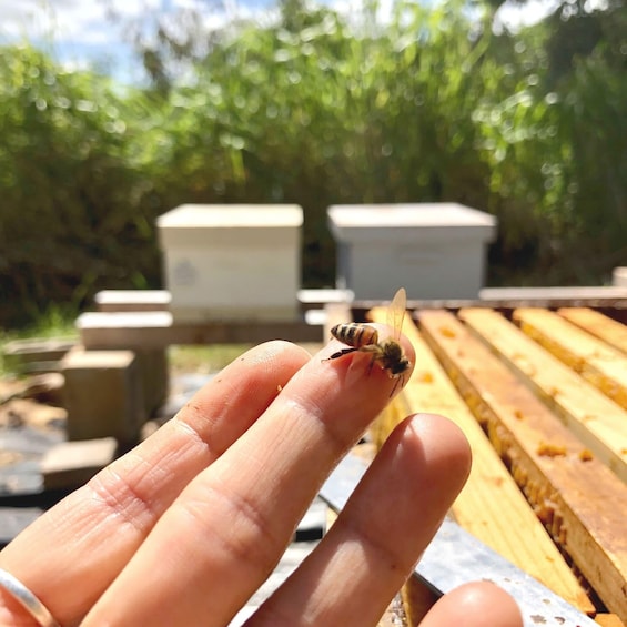 A hand holding a bee near beehives in a garden. 1