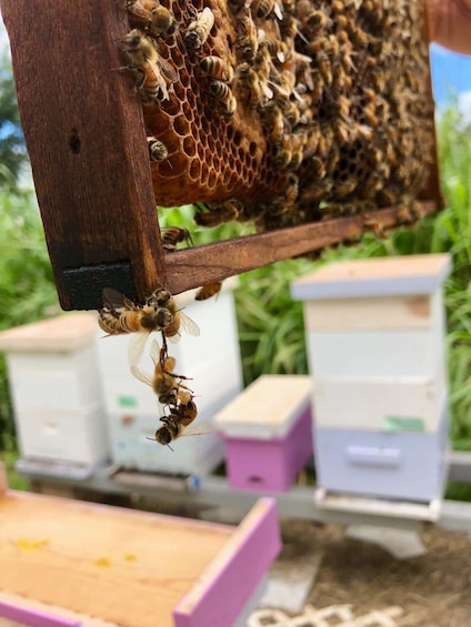 A beehive with bees on the honeycomb, surrounded by beekeeping equipment. 2