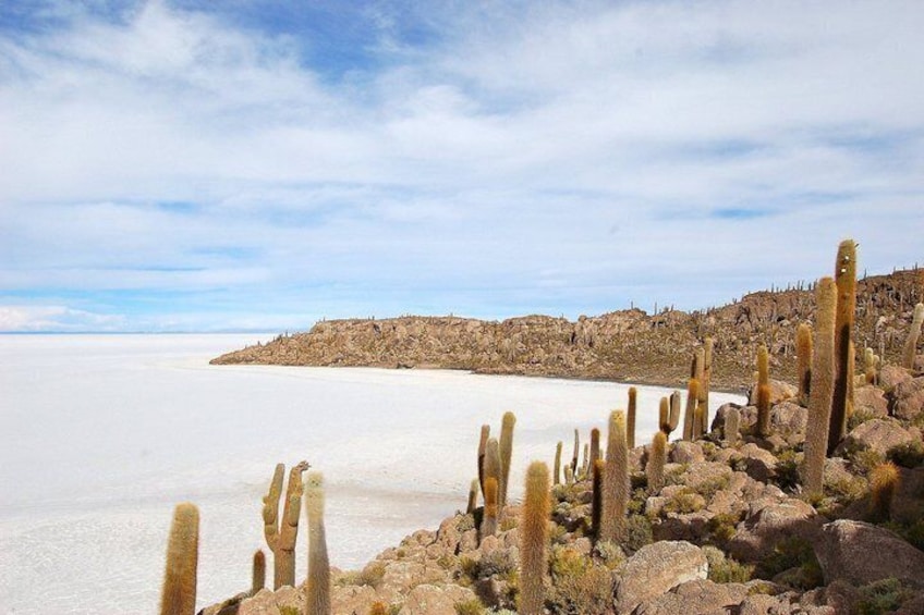 A desert landscape with cacti and a distant shoreline. 3