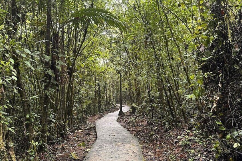 Ein schmaler Waldweg, umgeben von dichtem Grün. 4