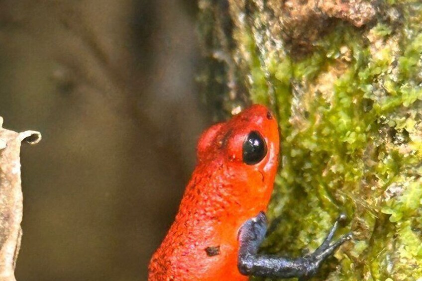 Ein roter Frosch klammert sich an einen moosbewachsenen Baumstamm. 5