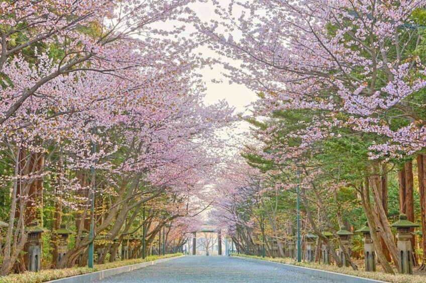 Hokkaido Day Tour in Cape Kamui and Shiroi Koibito Park 5