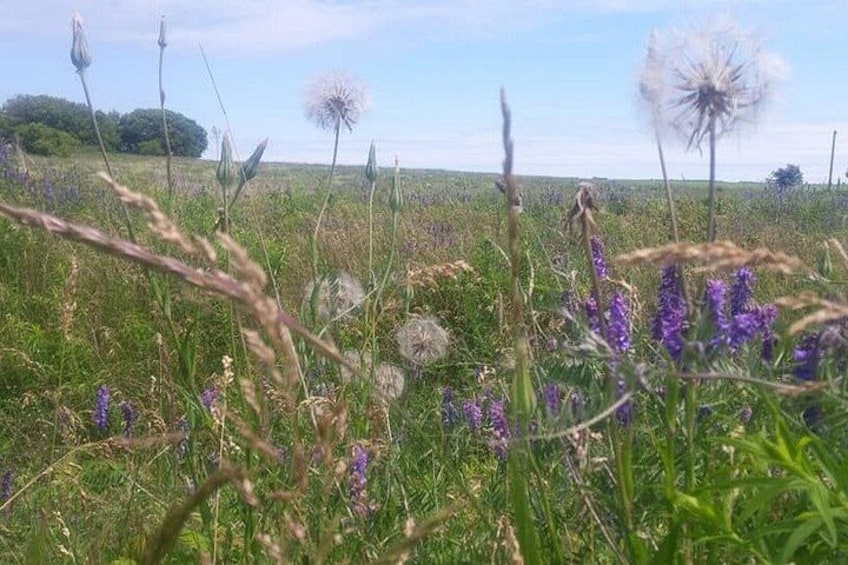 Ein Feld mit Löwenzahn und violetten Blüten. 2