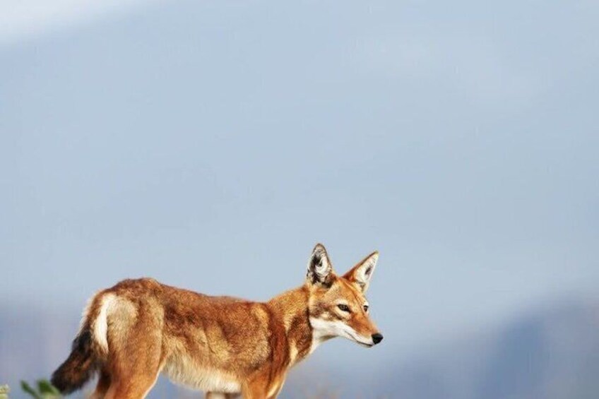 A fox in a natural landscape with a clear sky. 3